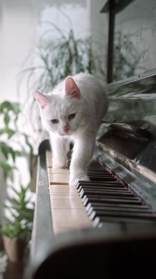 cat walk the piano