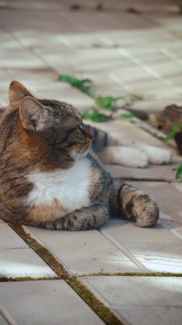 Curious Cat Exploring Its Kingdom! 🐾